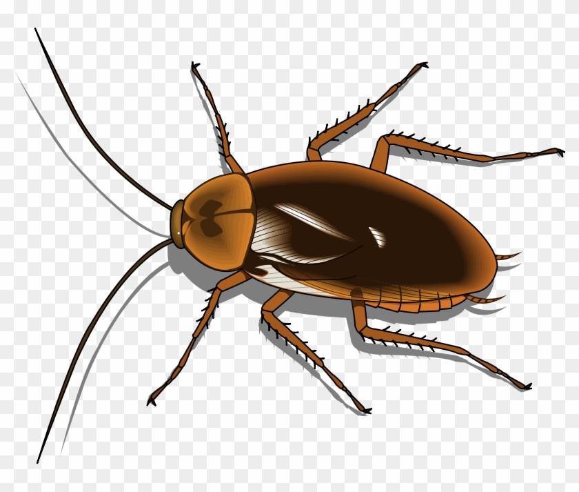 Insect 25 Free Vector - Cartoon Pictures Of Cockroaches #758284