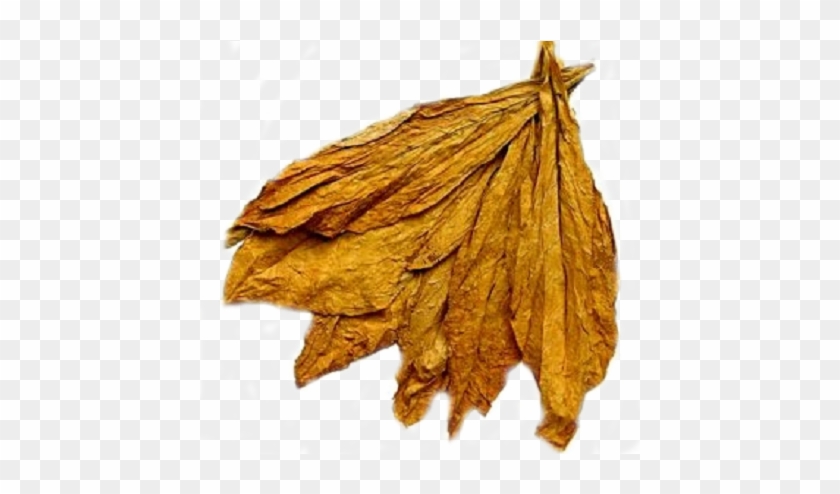 Dried Tobacco Leaves #758334