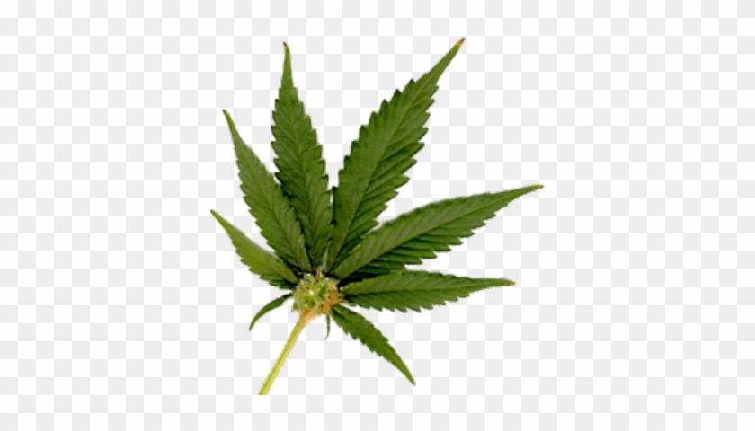 Marijuana Leaf Bud #758359