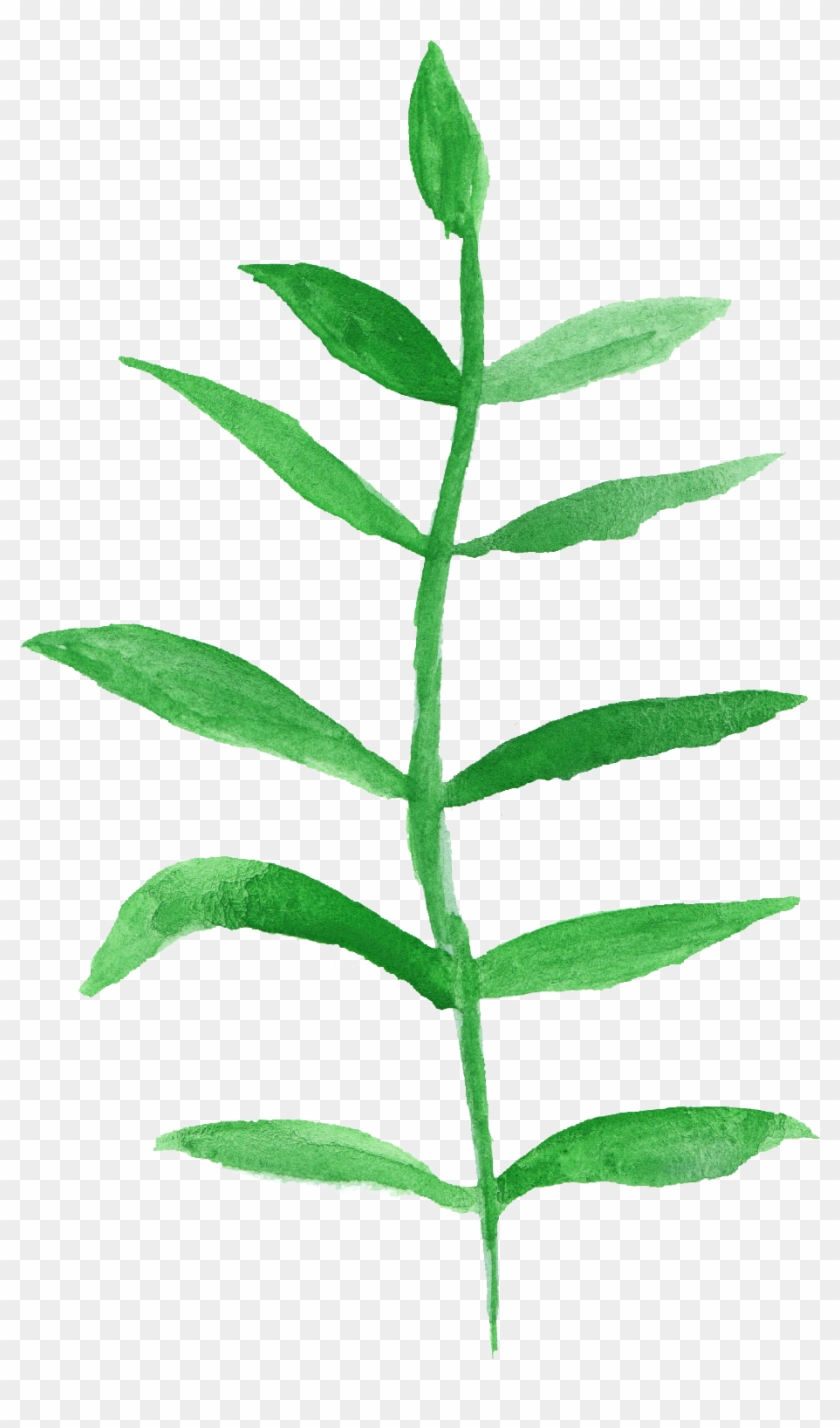 12 Watercolor Leaf Png Transparent Vol 2 Onlygfxcom - Epidendrum #758409
