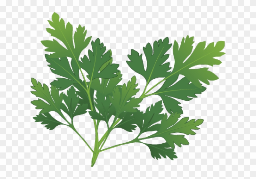 Clip Arts Related To - Clip Art Parsley #758421