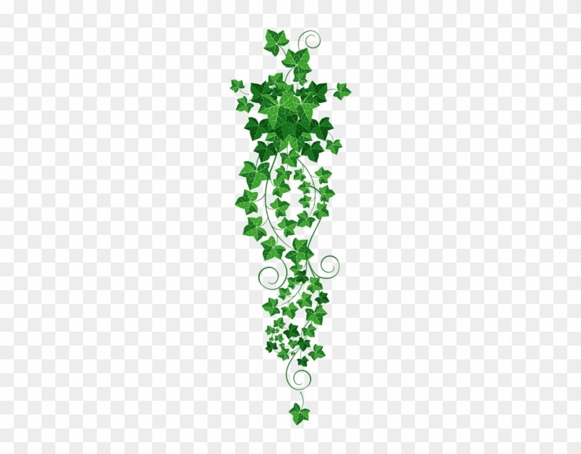 Vine Ivy Png Clipart Picture - Ivy Clipart Png #758457