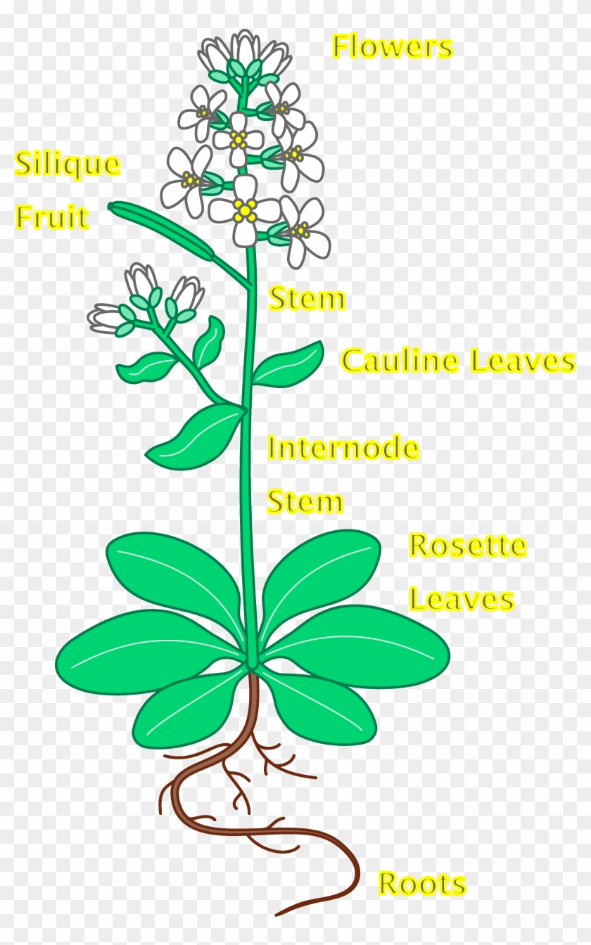 Clipart Info - Arabidopsis Plant Labeled #758463
