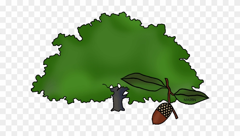Georgia State Tree - Illustration #758482