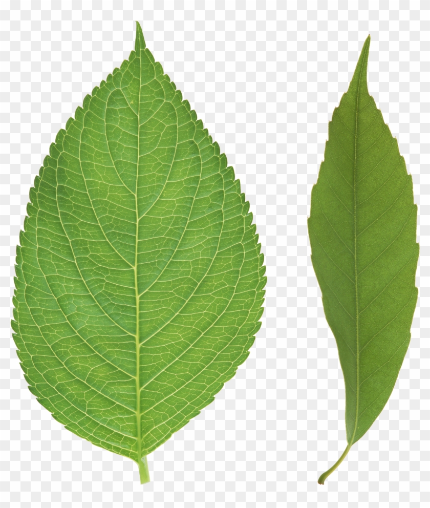 Green Leaves Png Images Free Download Pictures - Leaf #758495