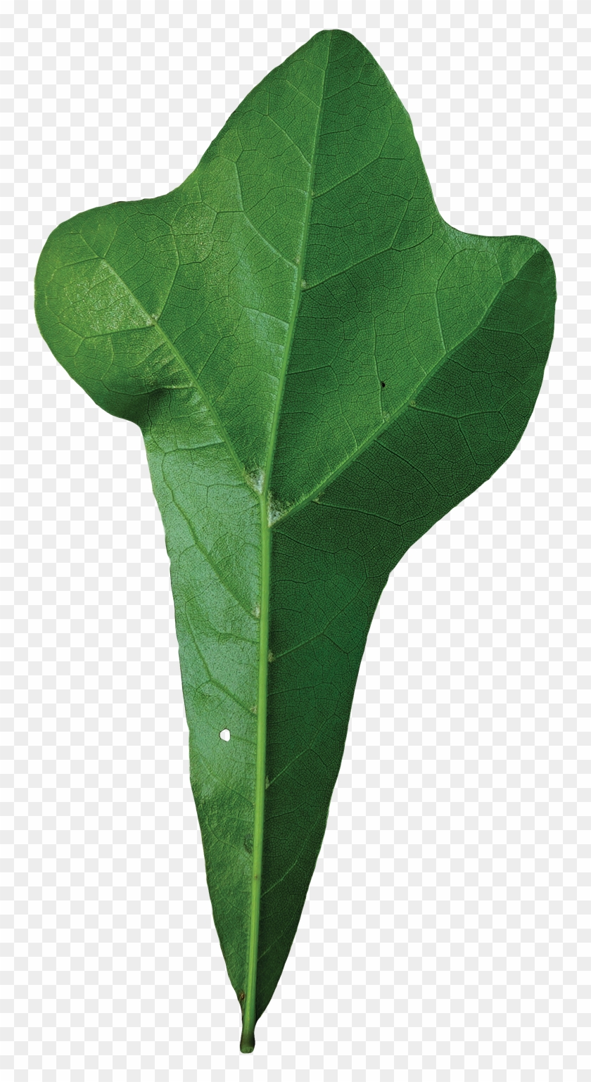 Simple - Quercus Nigra Leaf #758491