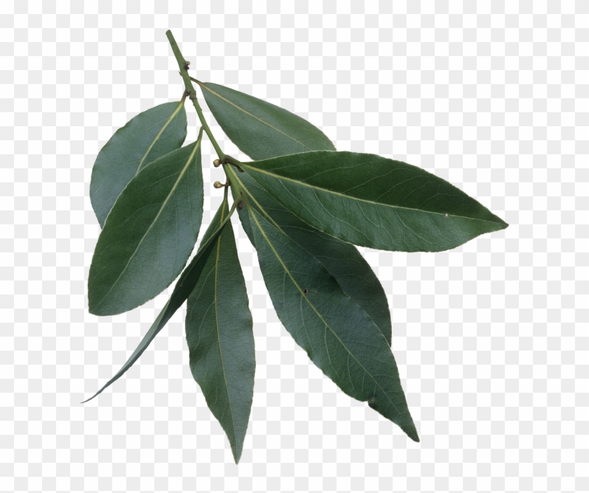 Green Tea Png 26, Buy Clip Art - Bay Laurel #758568