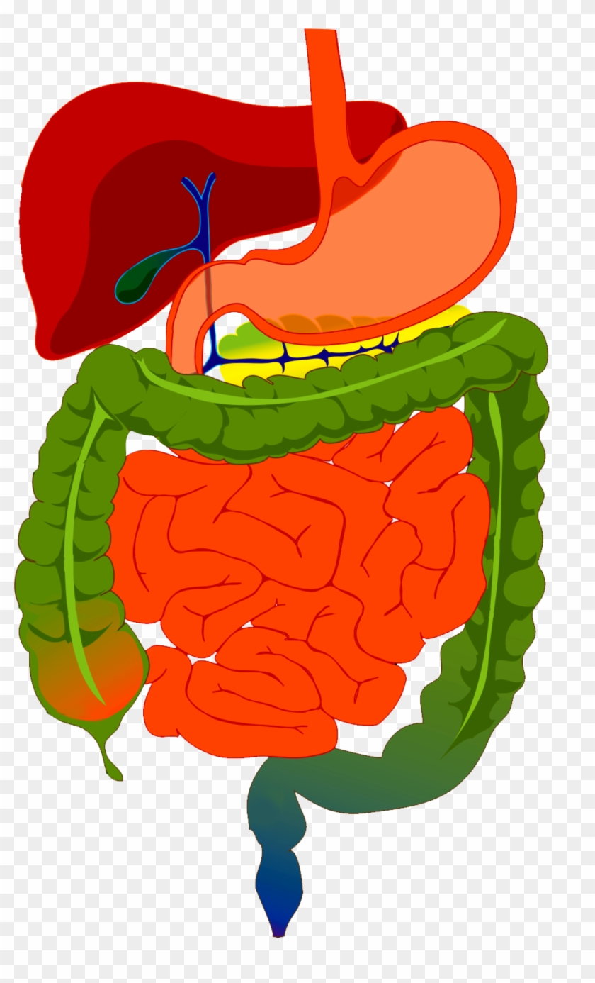 Digestive System Diagram - Free Transparent PNG Clipart Images Download