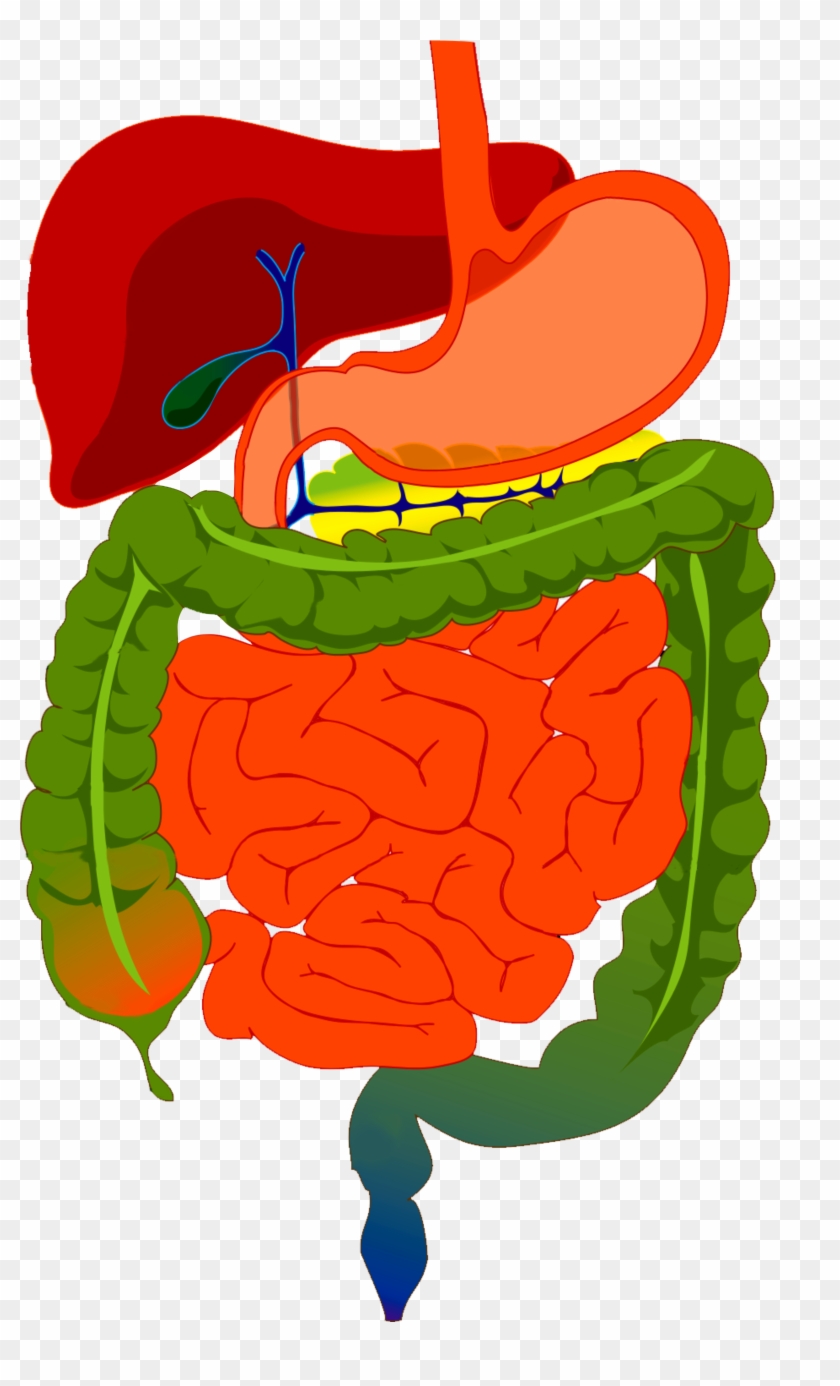 digestive system clipart