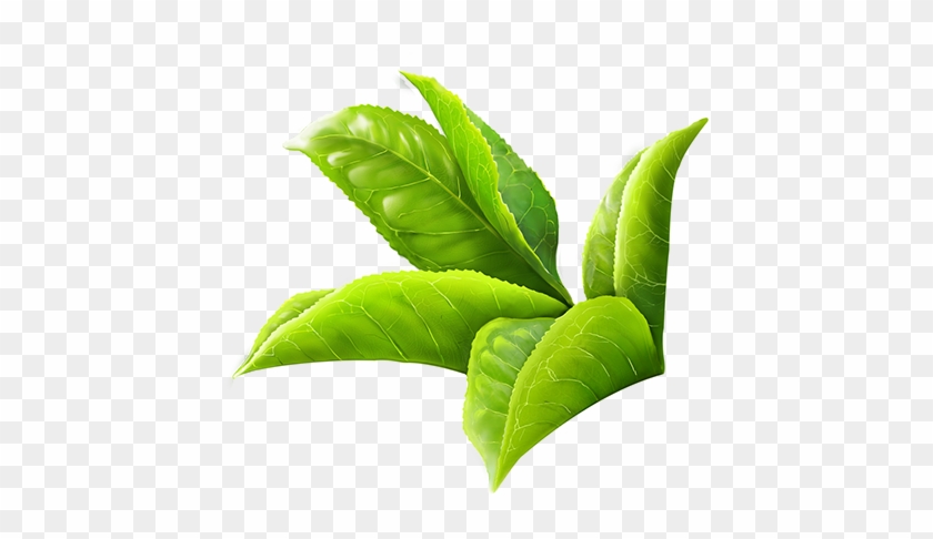 Tea Leaf Digital Painting By Using Wacom In Photoshop - Green Tea Leaf Png #758842