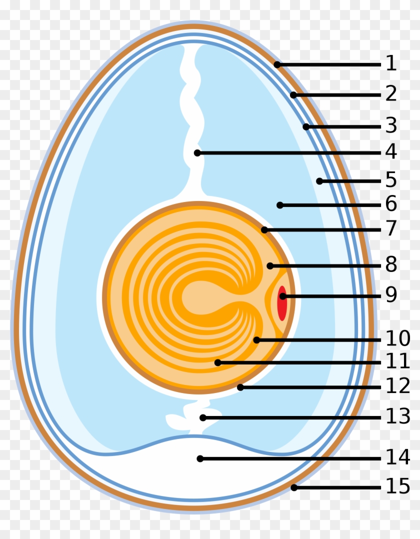 Schematic Of A Chicken Egg - Anatomy Of An Egg #758950