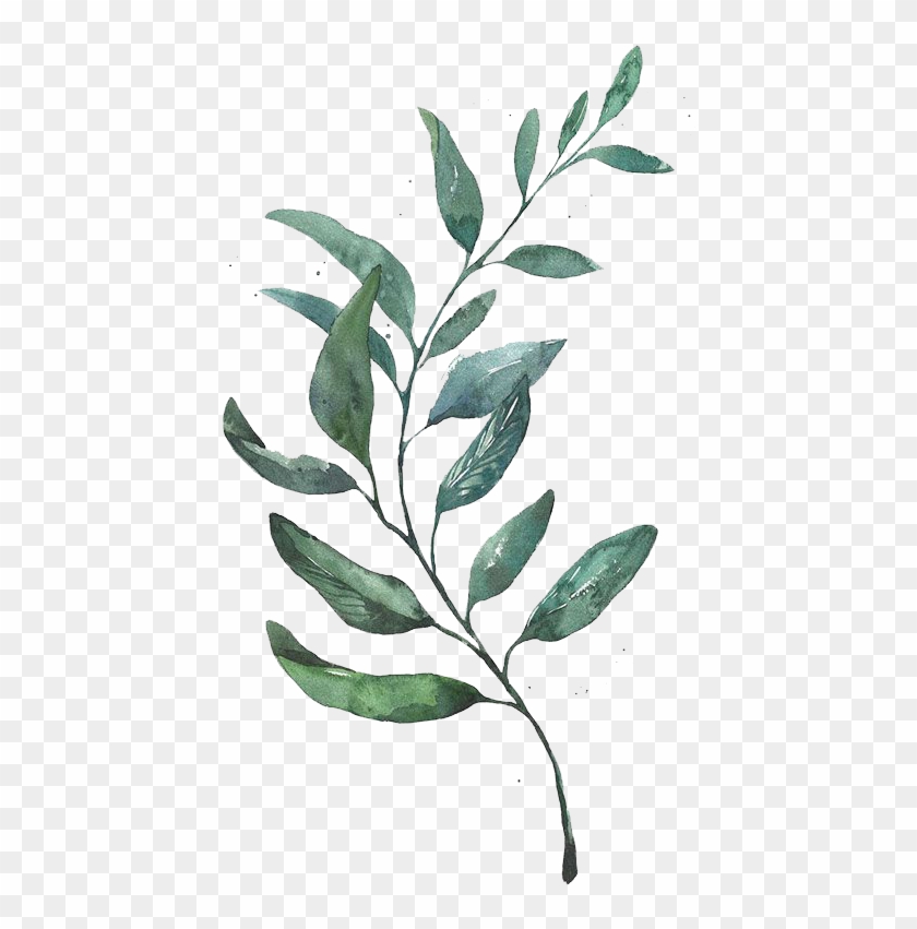 Bay leaf Coloring book Drawing Bay Laurel, Leaf, soup, food, leaf png |  PNGWing