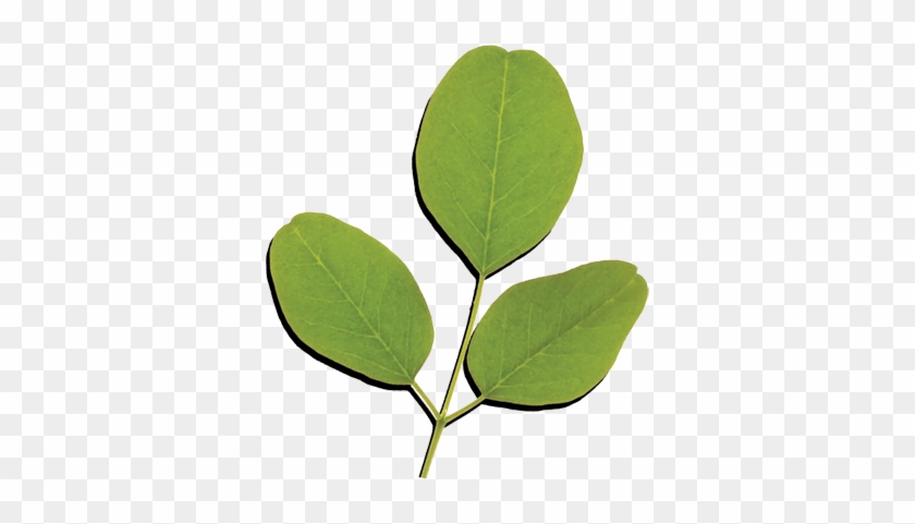 Moringa Oleifera Is A Small, Fast-growing Tree Found - Leaves Of Moringa Oleifera #759144