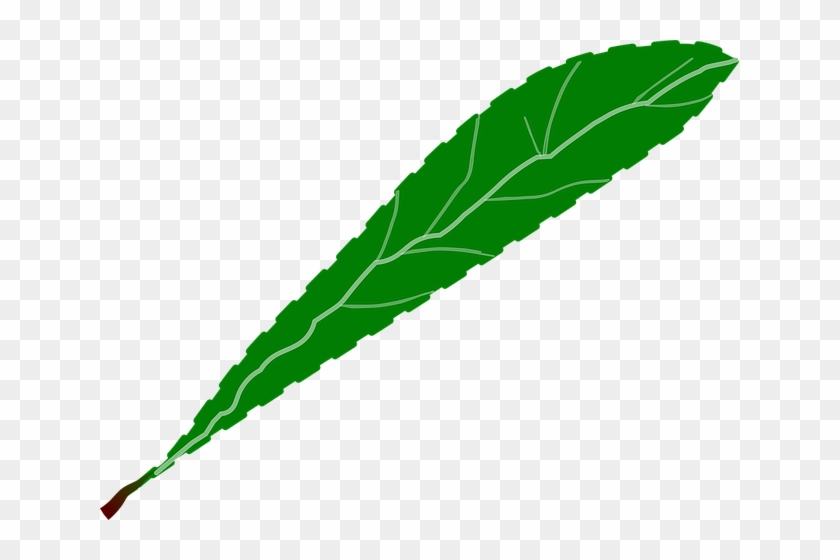 Branch, Foliage, Green, Leaf, Leaves, Petal, Petals - Leaf Petal #759145