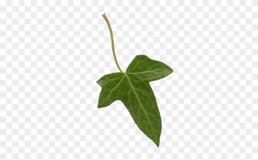 Ivy Leaf By Paulinemoss - Ivy Leaf Transparent #759157
