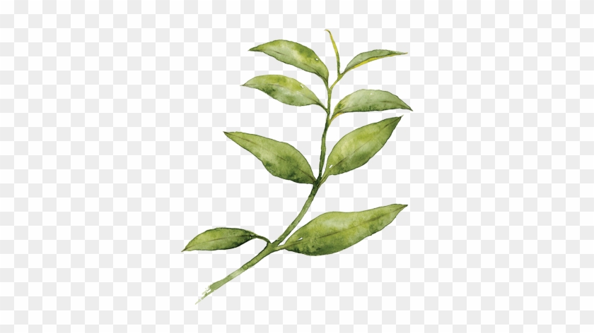 Organic Black Tea Leaves - Mighty Leaf Tea Organic Emperor's Breakfast 100-ct. #759159