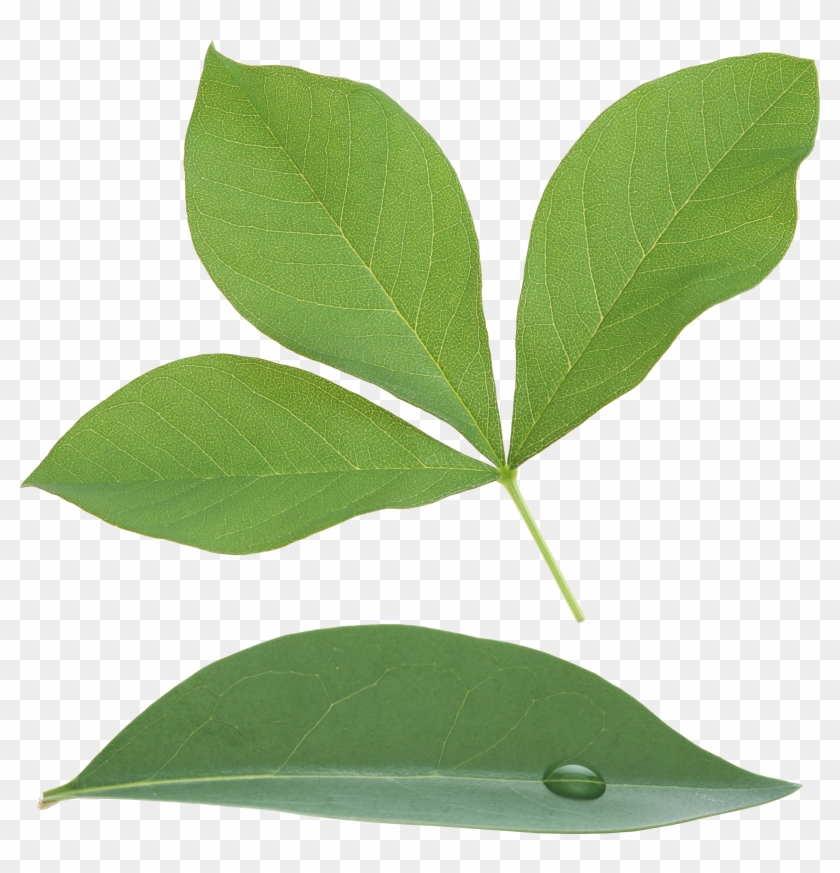 Green Leaf Png - Leaf #759188