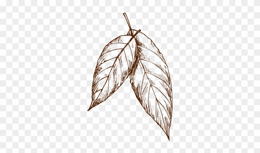 Leaves Sketch - Illustration #759195