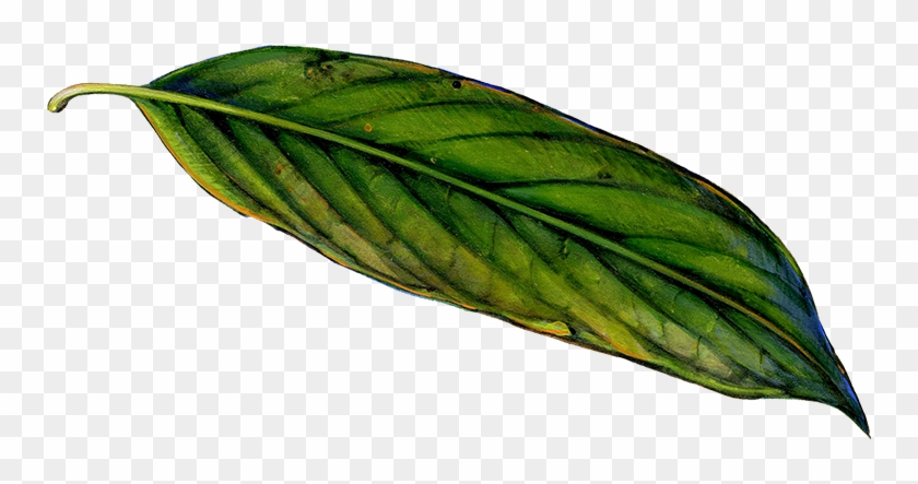Old Leaf - Illustration #759200