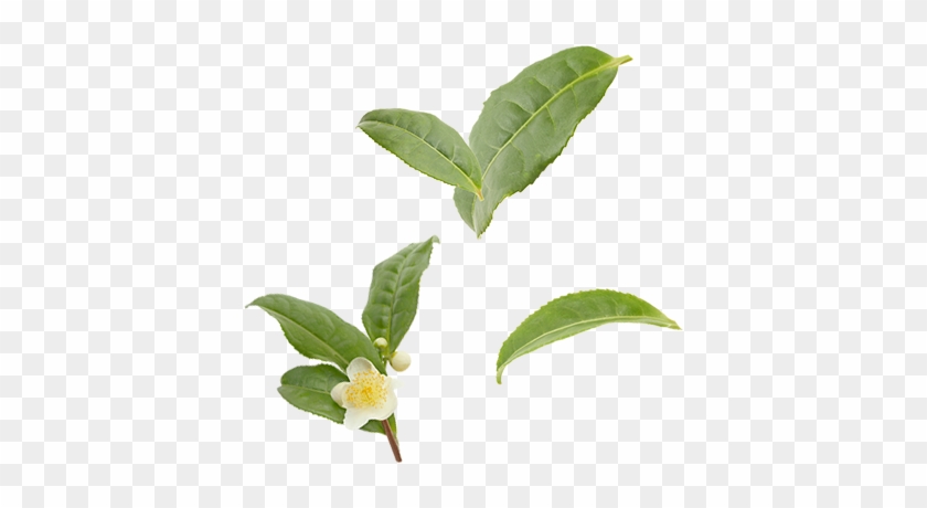 Organic Green Tea Leaves - Buttonbush #759202