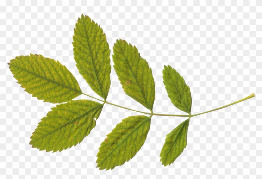 Green Leaf Png - Leaf Png Transparent #759204