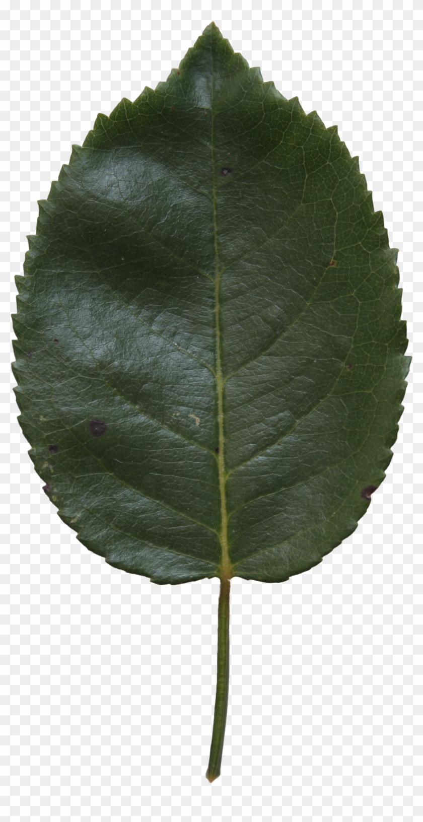 Birch Leaf Texture - Canoe Birch #759225