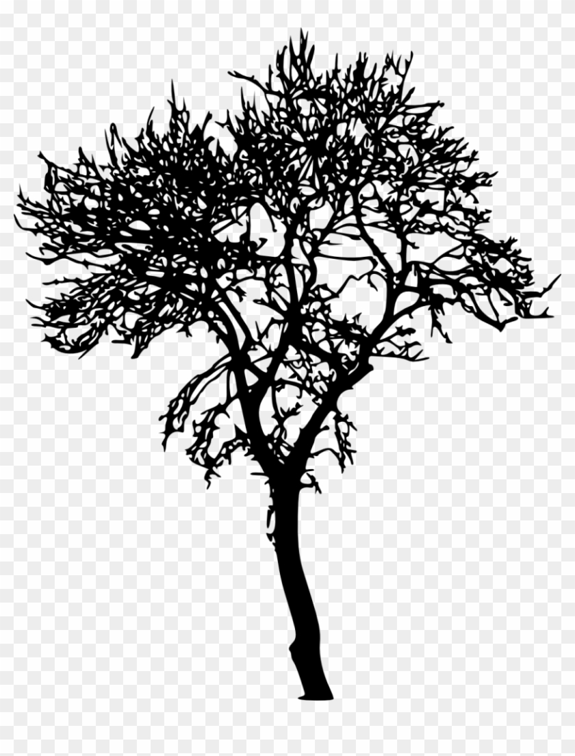 18 Bare Tree Silhouette Vol - Dessin Arbre Sans Feuille Peuplier #759241