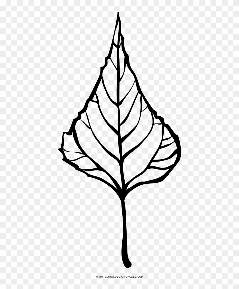 Poplar Leaf Coloring Page - Line Art #759251