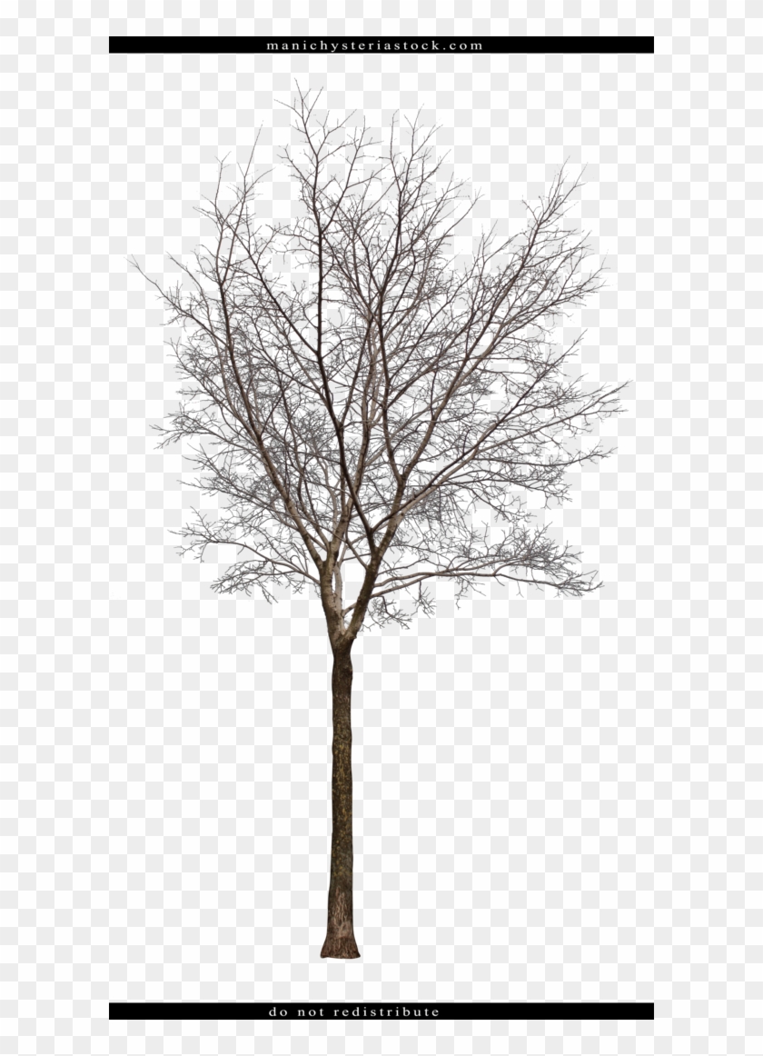 Bare Tree Cut Out #759267