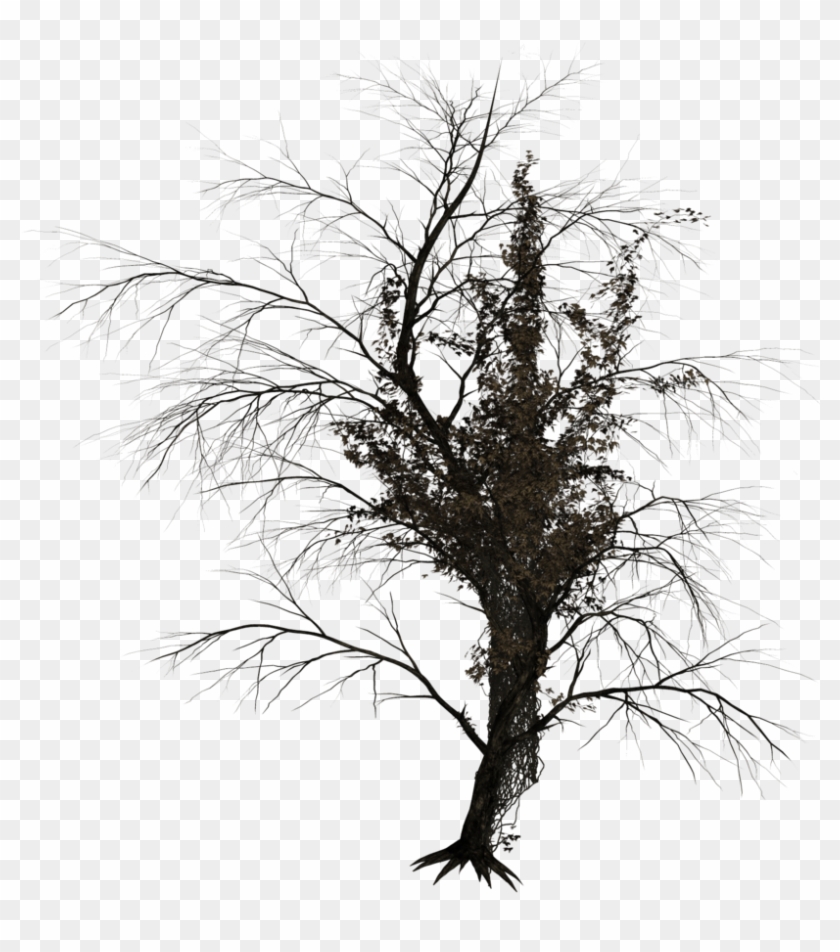 Dark Trees Png Stock 02 By Roy3d - Dark Tree Render #759299