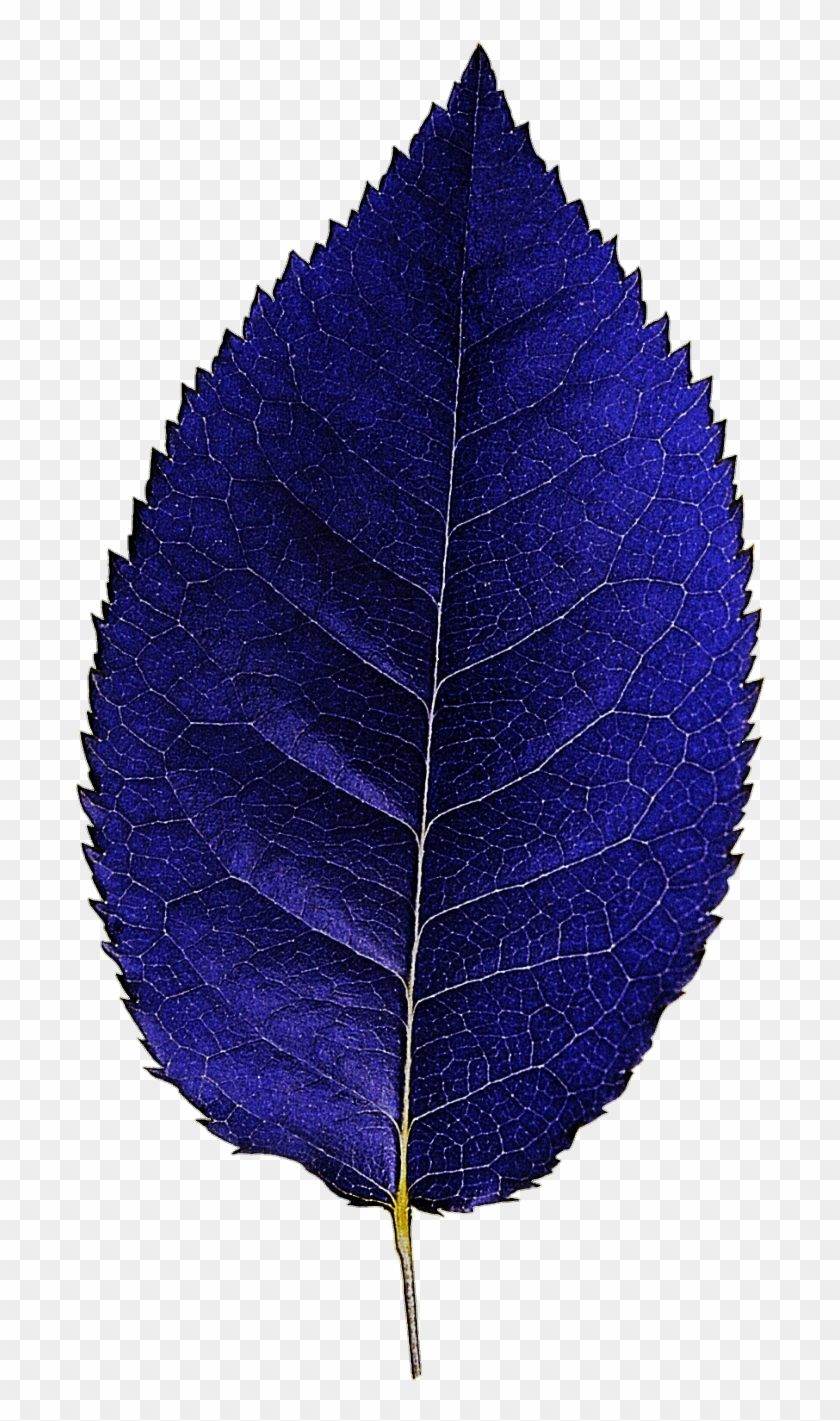 Dark Blue Leaf By Jeanicebartzen27 - White Walnut #759482