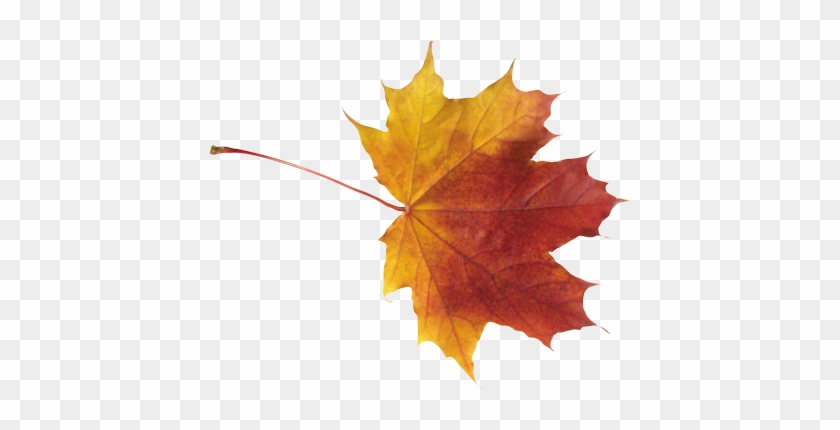 Feuilles - Autumn Leaf Png #759536