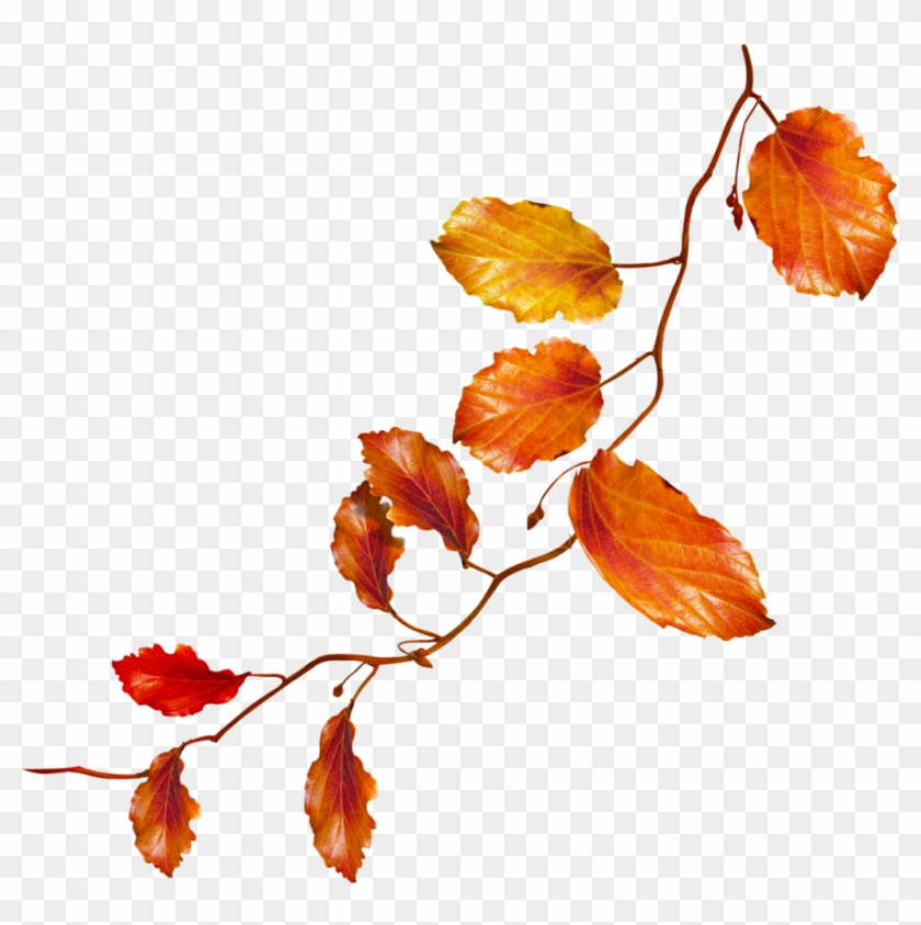 dessin au trait de feuilles d'arbre d'automne, conception de gnome  d'artisanat de feuilles d'automne, illustration de feuilles d'arbre  clipart. 13817449 Art vectoriel chez Vecteezy