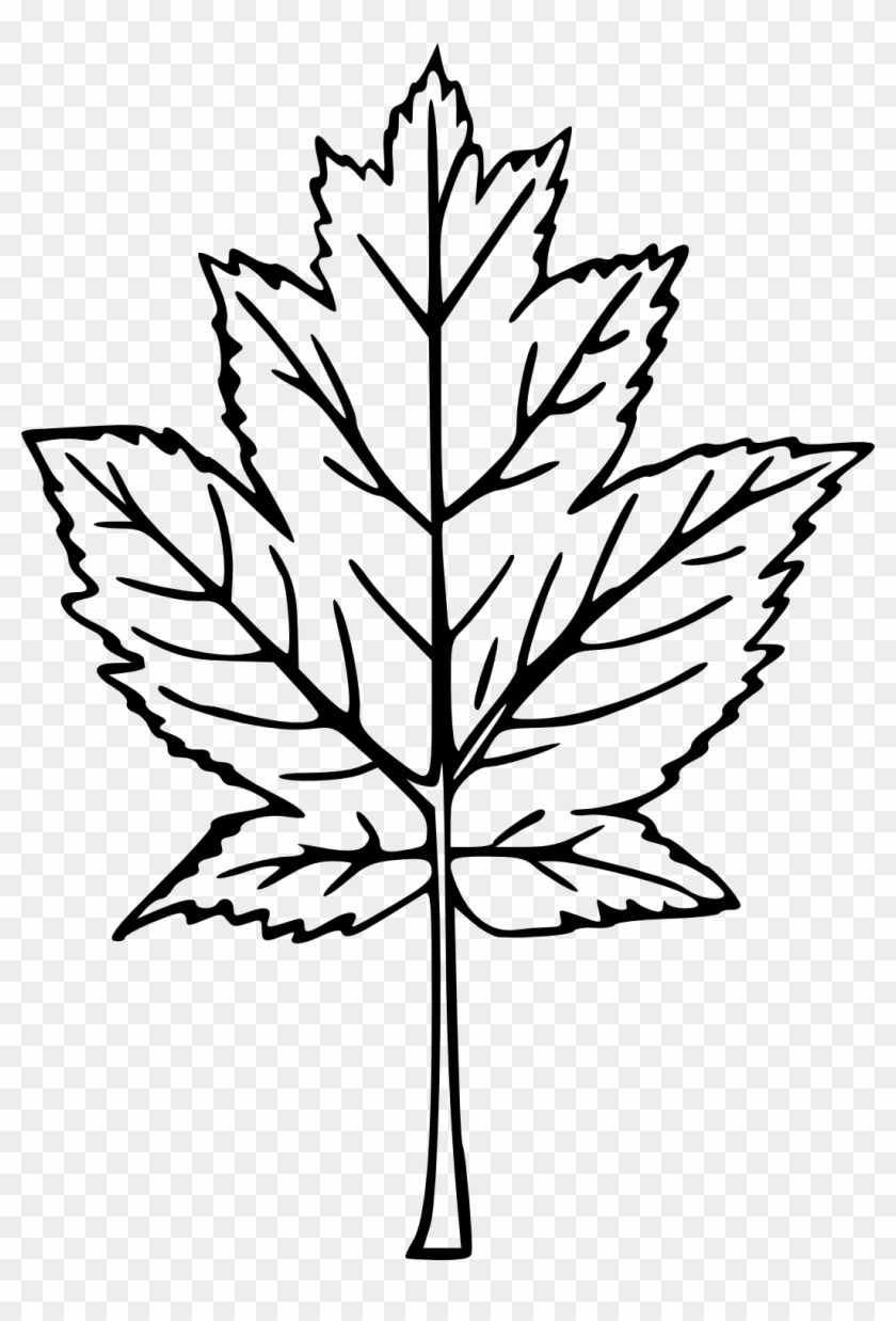 Drawn Maple Leaf Transparent - Transparent Hand Drawn Tree Png #759591