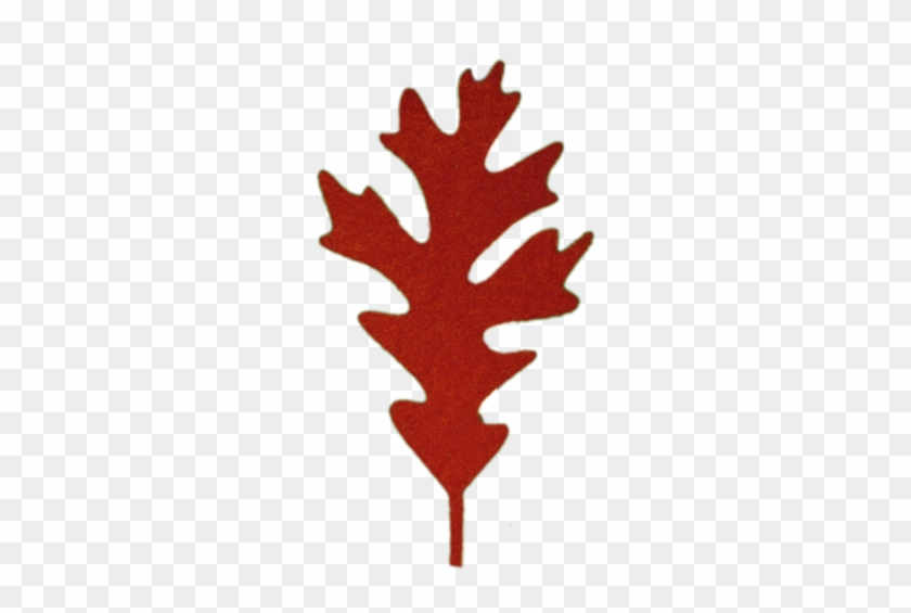 2056white Oak (assorted)20/$8 - Red Oak Leaves Png #759606
