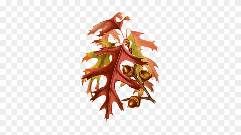 Autumn Oak Leaves - Business Thanksgiving - Vintage Fall Leaves & Acorns #759626