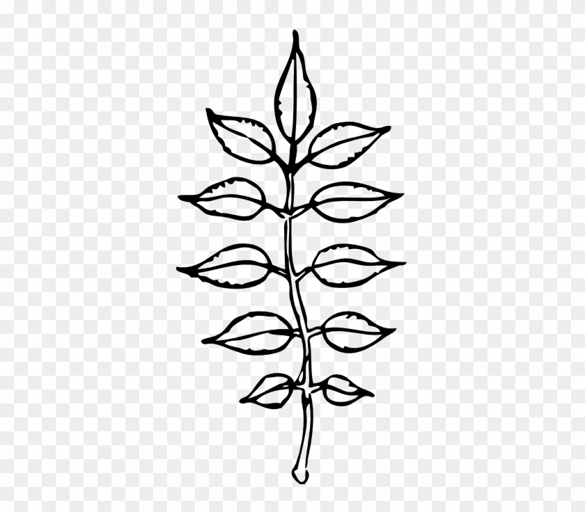 Ash Leaves Black White Line Art Coloring Book Colouring - Clip Art #759627