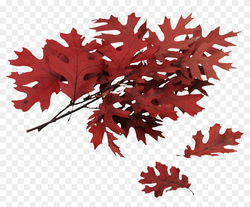 Autumn Png Leaf - Leaf #759629