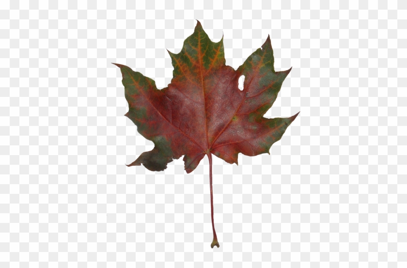 Autumn Maple Leaves - Maple Leaf #759638