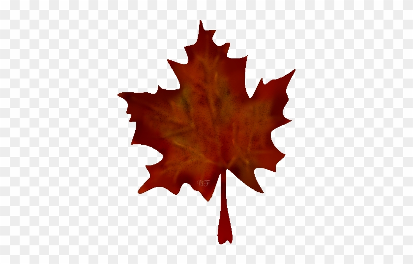 Zurück Zum Pflanzenindex - Maple Leaf #759646