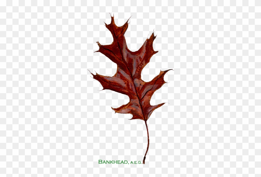 Bankhead American Entrepreneurial Group Is A Privately - Black Oak Leaf #759653