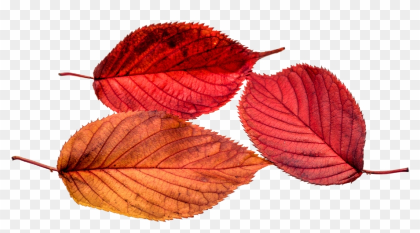 Autumn, Leaves, Leaf, Png, Transparent, Fall Color - Autumn Leaf Color #759655