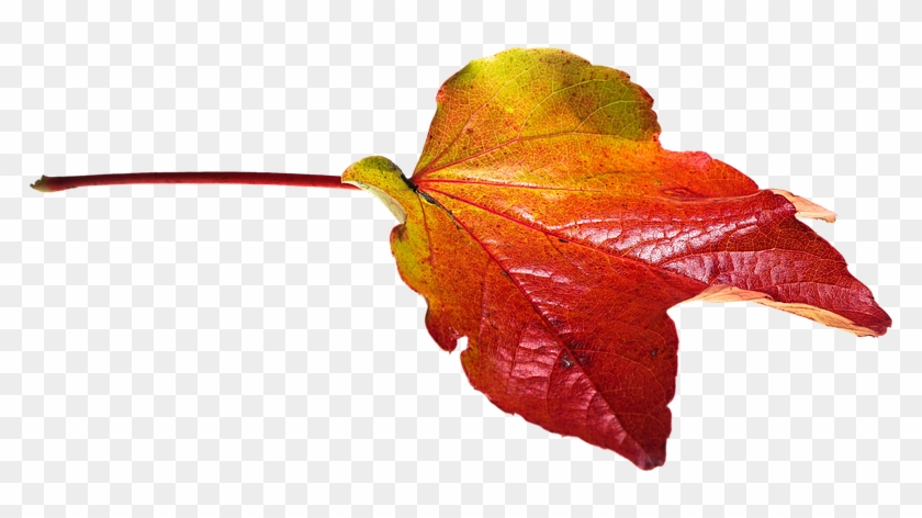 Autumn, Leaves, Leaf, Png, Transparent, Fall Color - Transparent Png Autumn Leaves #759671