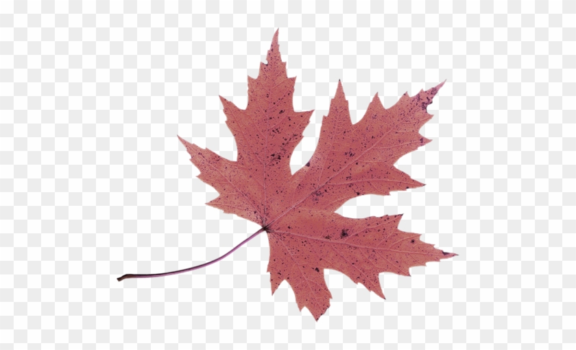 Hebergeur D'image - Leaf #759687