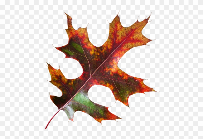 Feuille - Maple Leaf #759691