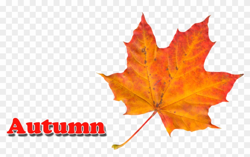 Autumn Leaves Png - Autumn Leaf Color #759712