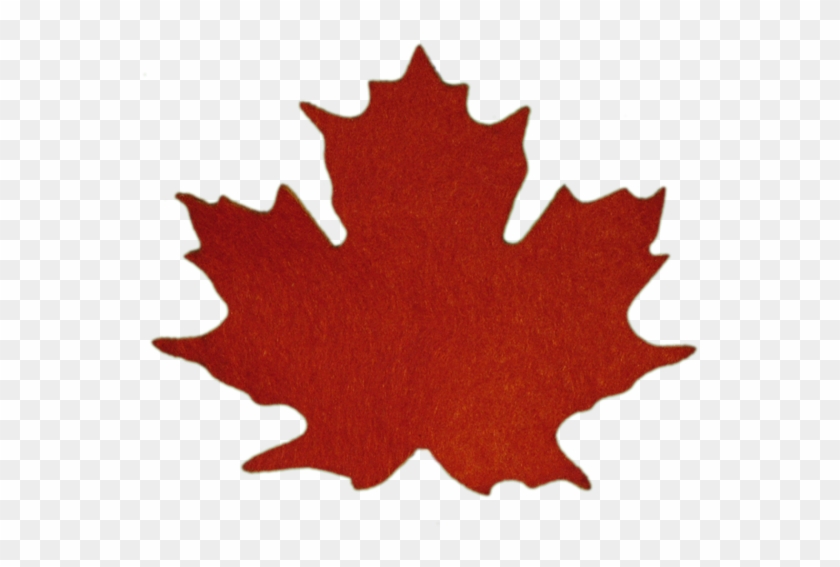 Maple Leaves - Sugar Maple Leaf #759734