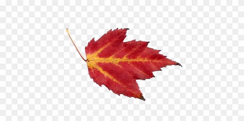 Grnleaf Maple Leaf Oak - Maple Leaf #759745