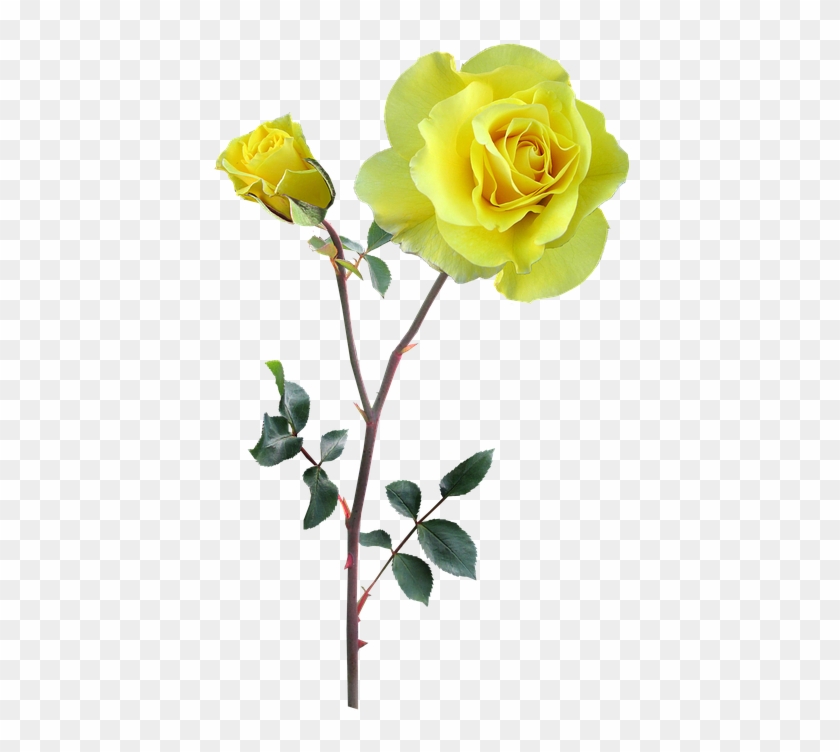Baby Roses Cliparts 19, - Yellow #759754