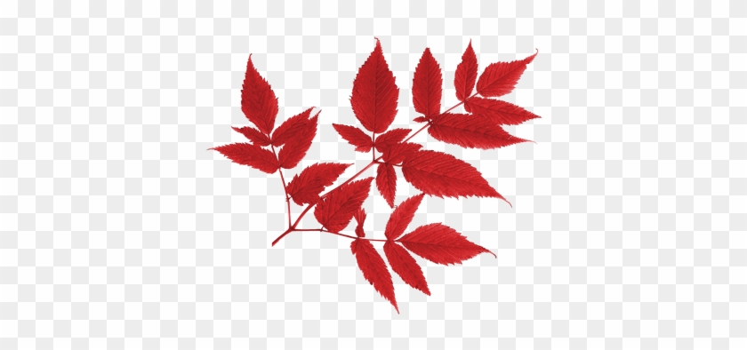 Png Sonbahar Yaprakları, Autumn Leaves Png, Autumn - Вырезать Осенние Листья На Прозрачном Фоне #759772
